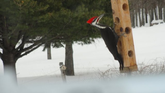 Bonus photo!  The pileated woodpecker Doris saw in her back yard.