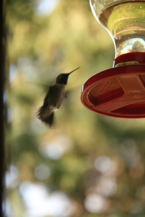 What is that blur?  Could it be the male hummingbirds have returned?