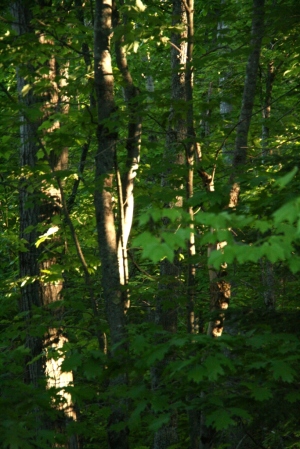 The woods at 9 p.m. in mid -June