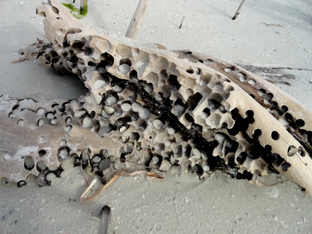 Driftwood with holes