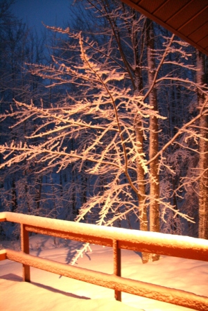 The woods before dawn illuminated by our deck light