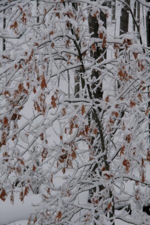 Oak leaves covered with snow
