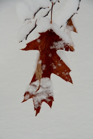 Single oak leaf