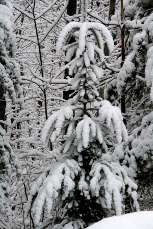 Snowy furry tree