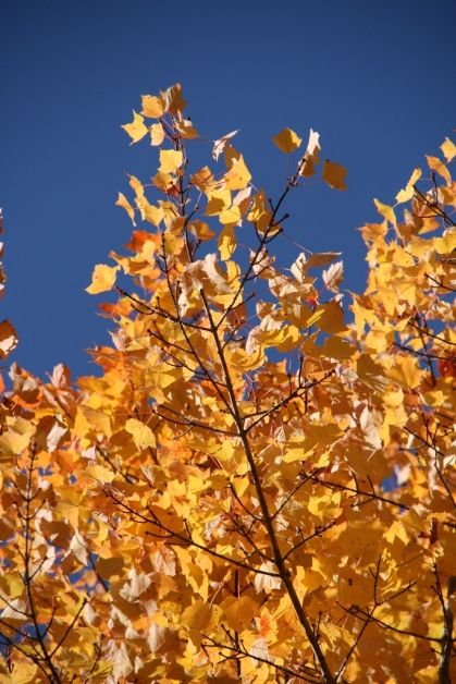 Leaves wave against a bright blue sky