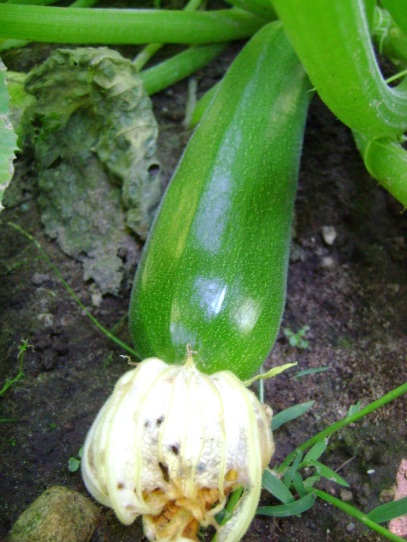 As the zucchini grows