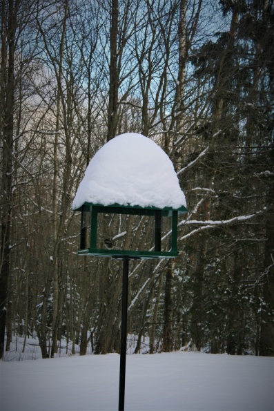 Our bird feeder (and small chickadee) in the big woods