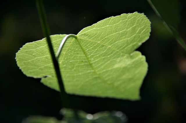 Zen leaf